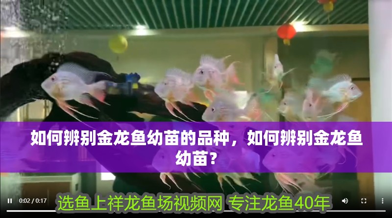 如何辨別金龍魚幼苗的品種，如何辨別金龍魚幼苗？