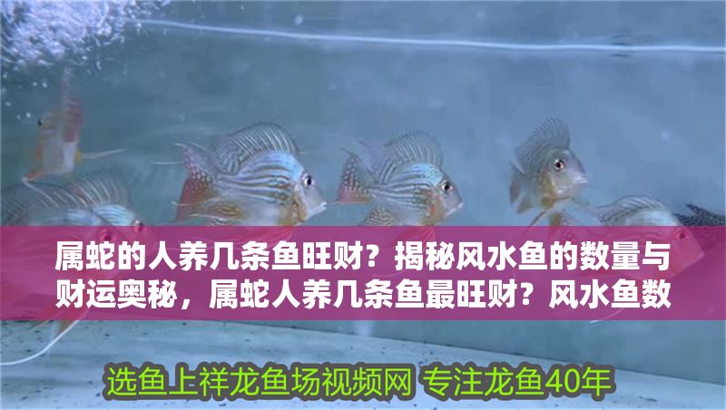 屬蛇的人養(yǎng)幾條魚旺財？揭秘風(fēng)水魚的數(shù)量與財運奧秘，屬蛇人養(yǎng)幾條魚最旺財？風(fēng)水魚數(shù)量與財運全解析
