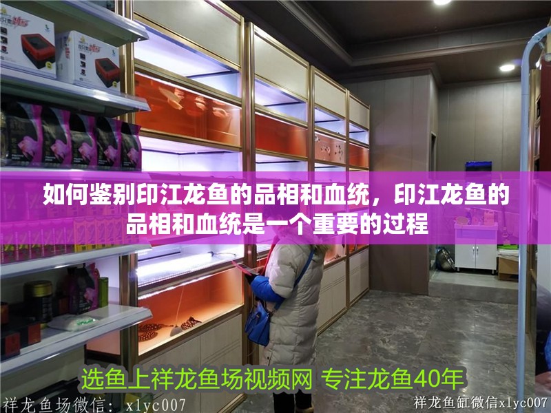 如何鑒別印江龍魚的品相和血統，印江龍魚的品相和血統是一個重要的過程
