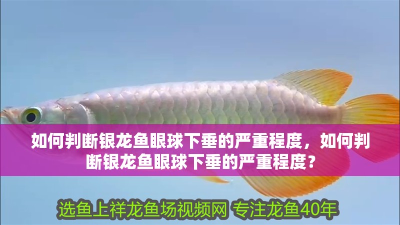 如何判斷銀龍魚(yú)眼球下垂的嚴(yán)重程度，如何判斷銀龍魚(yú)眼球下垂的嚴(yán)重程度？