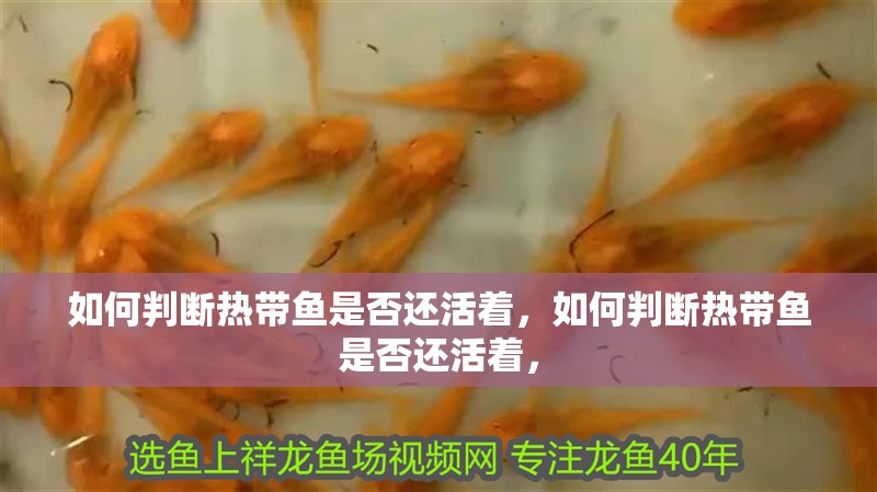 如何判斷熱帶魚是否還活著，如何判斷熱帶魚是否還活著，