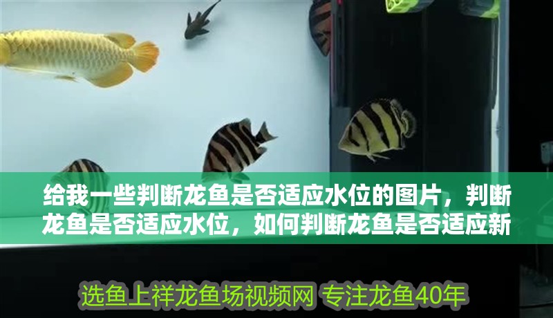 我的虎魚真菌感染了要怎么處理 給我一些判斷龍魚是否適應(yīng)水位的圖片,判斷龍魚是否適應(yīng)水位,如何判斷龍魚是否適應(yīng)新的水位 龍魚百科 給我一些判斷龍魚是否適應(yīng)水位的圖片,判斷龍魚是否適應(yīng)水位,如何判斷龍魚是否適應(yīng)新的水位 給我一些判斷龍魚是否適應(yīng)水位的圖片,判斷龍魚是否適應(yīng)水位,如何判斷龍魚是否適應(yīng)新的水位 龍魚百科