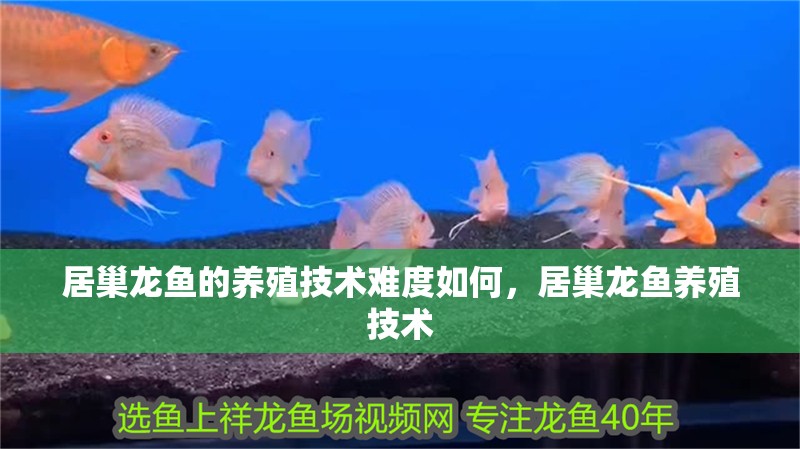 居巢龍魚的養(yǎng)殖技術(shù)難度如何，居巢龍魚養(yǎng)殖技術(shù)