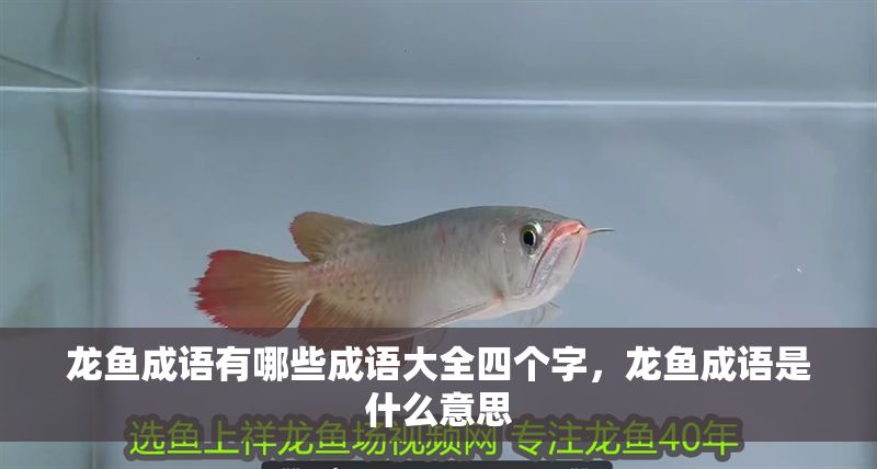 龍魚成語(yǔ)有哪些成語(yǔ)大全四個(gè)字，龍魚成語(yǔ)是什么意思