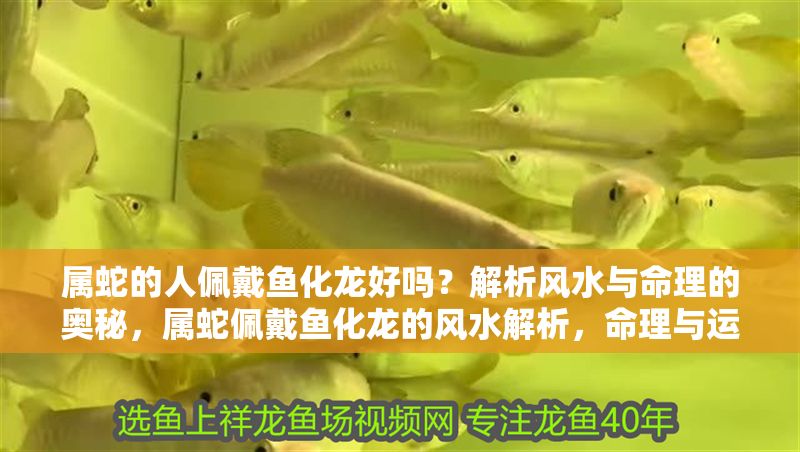 屬蛇的人佩戴魚化龍好嗎？解析風(fēng)水與命理的奧秘，屬蛇佩戴魚化龍的風(fēng)水解析，命理與運勢的奧秘