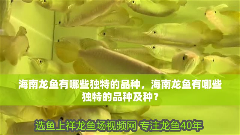 海南龍魚有哪些獨特的品種，海南龍魚有哪些獨特的品種及種？