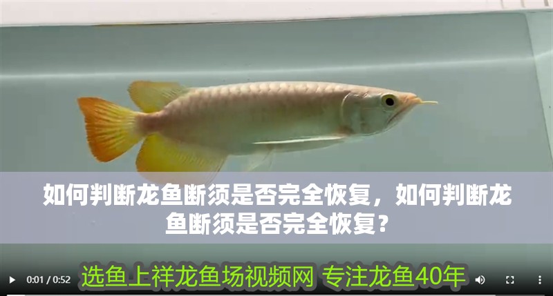 如何判斷龍魚斷須是否完全恢復(fù)，如何判斷龍魚斷須是否完全恢復(fù)？