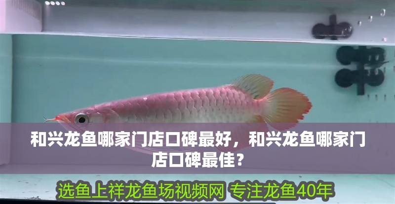 和興龍魚哪家門店口碑最好，和興龍魚哪家門店口碑最佳？