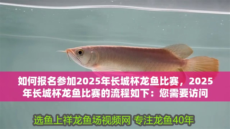 如何報名參加2025年長城杯龍魚比賽，2025年長城杯龍魚比賽的流程如下：您需要訪問