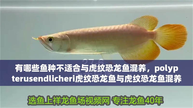有哪些魚種不適合與虎紋恐龍魚混養(yǎng)，polypterusendlicheri虎紋恐龍魚與虎紋恐龍魚混養(yǎng)