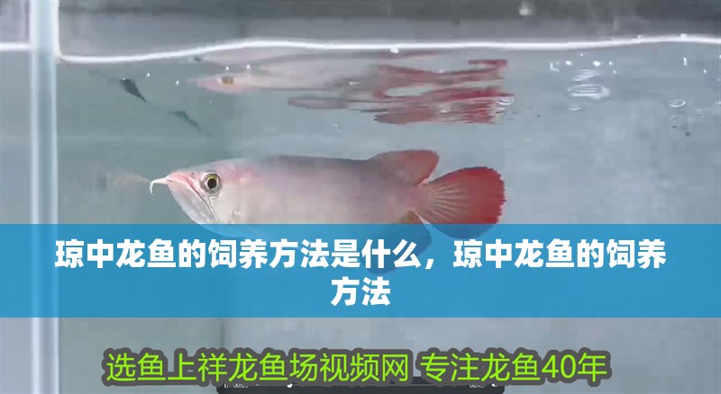 瓊中龍魚的飼養方法是什么，瓊中龍魚的飼養方法