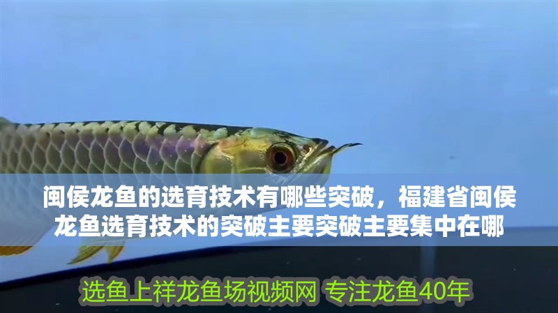 閩侯龍魚的選育技術有哪些突破，<strong><mark>福建</mark></strong>省閩侯龍魚選育技術的突破主要突破主要集中在哪