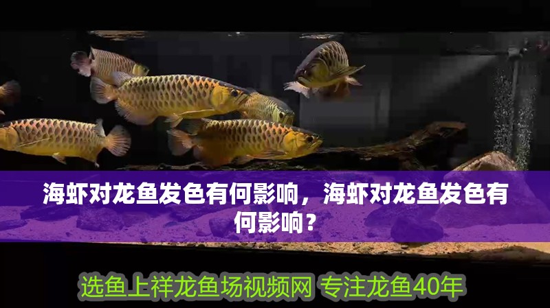 海蝦對龍魚發色有何影響，海蝦對龍魚發色有何影響？