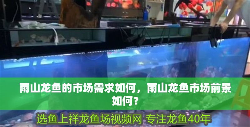 雨山龍魚的市場需求如何，雨山龍魚市場前景如何？