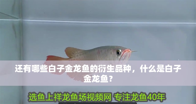 還有哪些白子金龍魚的衍生品種，什么是白子金龍魚？