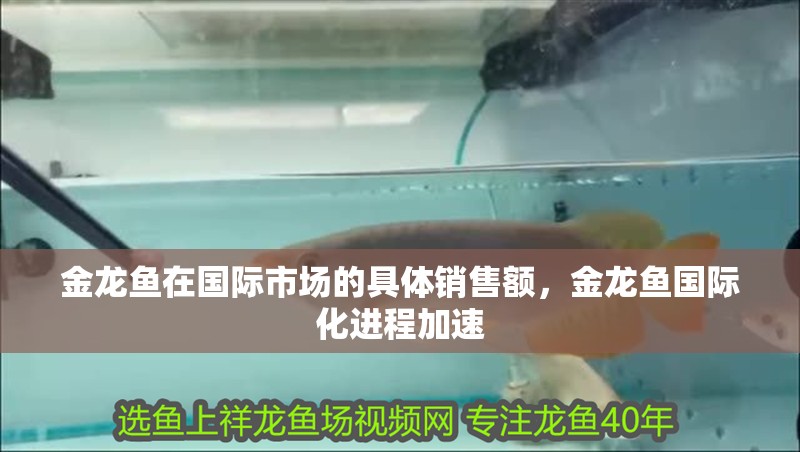 金龍魚在國際市場的具體銷售額，金龍魚國際化進程加速
