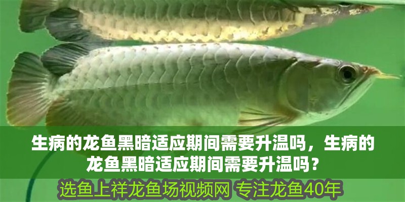 生病的龍魚黑暗適應(yīng)期間需要升溫嗎，生病的龍魚黑暗適應(yīng)期間需要升溫嗎？