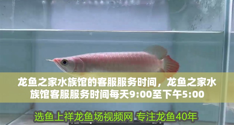 龍魚之家水族館的客服服務(wù)時間，龍魚之家水族館客服服務(wù)時間每天9:00至下午5:00