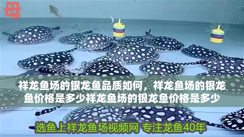 祥龍魚場的銀龍魚品質如何，祥龍魚場的銀龍魚價格是多少祥龍魚場的銀龍魚價格是多少