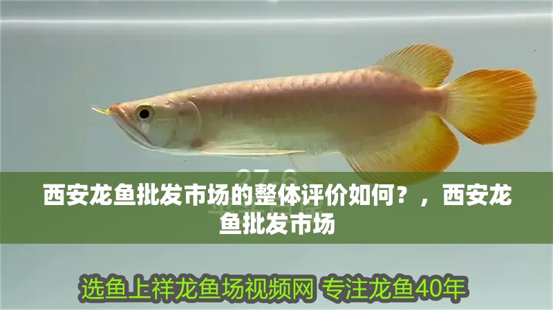 <strong><mark>西安</mark></strong>龍魚批發市場的整體評價如何？，<strong><mark>西安</mark></strong>龍魚批發市場
