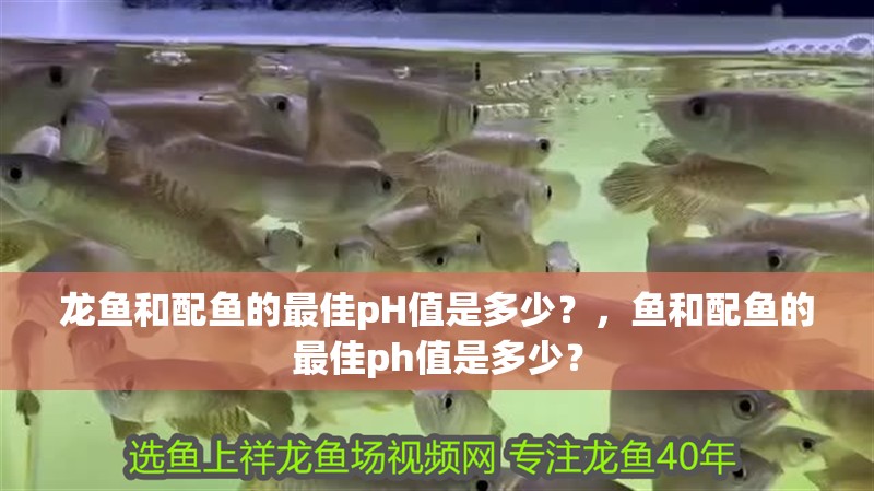 龍魚和配魚的最佳pH值是多少？，魚和配魚的最佳ph值是多少？