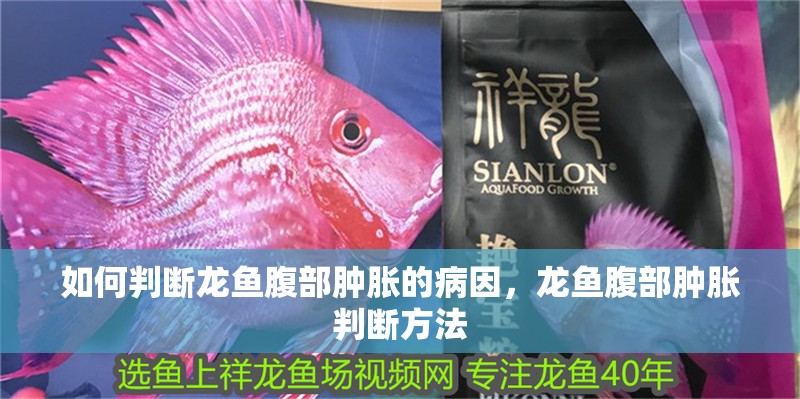 如何判斷龍魚腹部腫脹的病因，龍魚腹部腫脹判斷方法