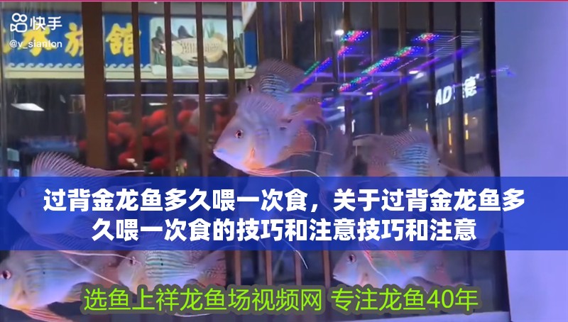 過背金龍魚多久喂一次食，關(guān)于過背金龍魚多久喂一次食的技巧和注意技巧和注意