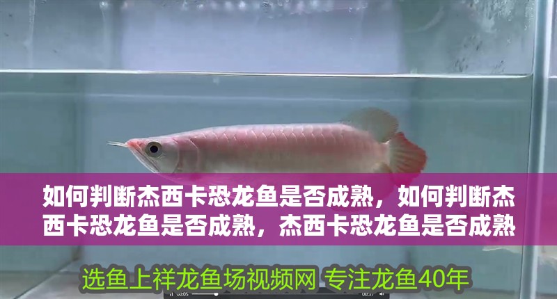 如何判斷杰西卡恐龍魚是否成熟，如何判斷杰西卡恐龍魚是否成熟，杰西卡恐龍魚是否成熟
