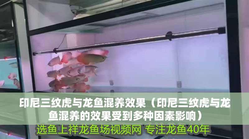 印尼三紋虎與龍魚混養效果（印尼三紋虎與龍魚混養的效果受到多種因素影響）