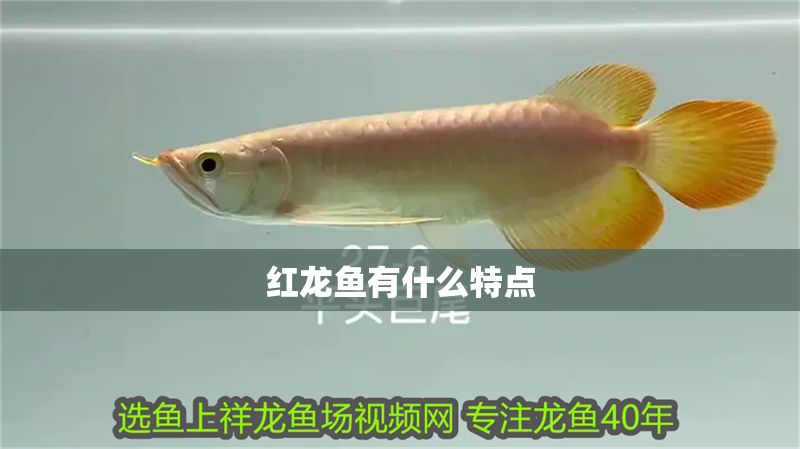 紅龍魚有什么特點 紅龍魚有什么特點 龍魚百科 第1張