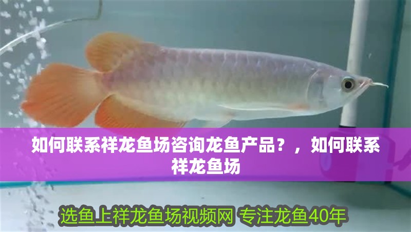 如何聯(lián)系祥龍魚場咨詢龍魚產(chǎn)品？，如何聯(lián)系祥龍魚場 如何聯(lián)系祥龍魚場咨詢龍魚產(chǎn)品？，如何聯(lián)系祥龍魚場 龍魚百科