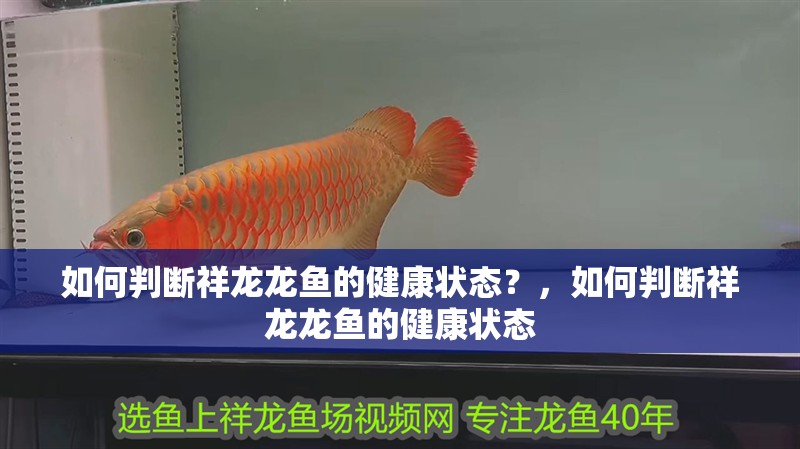 如何判斷祥龍龍魚的健康狀態？，如何判斷祥龍龍魚的健康狀態 如何判斷祥龍龍魚的健康狀態？，如何判斷祥龍龍魚的健康狀態 龍魚百科