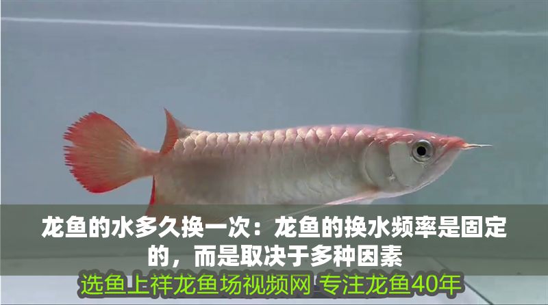 龍魚的水多久換一次：龍魚的換水頻率是固定的，而是取決于多種因素