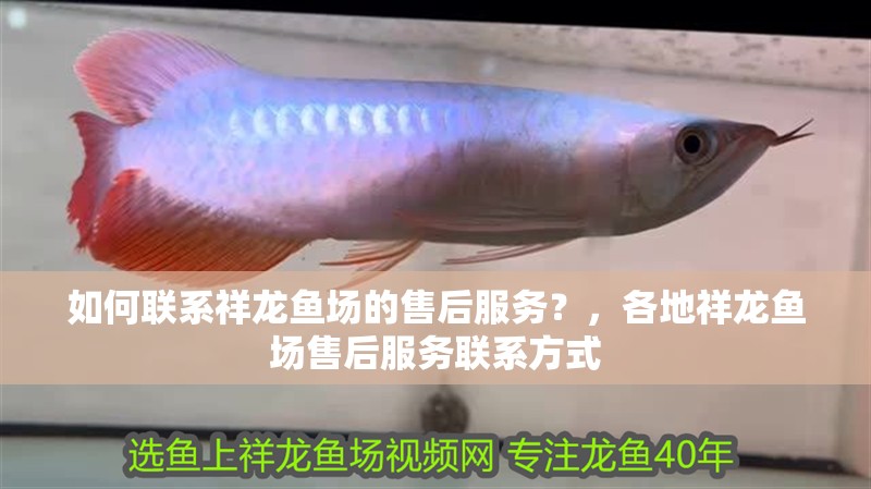 如何聯系祥龍魚場的售后服務？，各地祥龍魚場售后服務聯系方式 如何聯系祥龍魚場的售后服務？，各地祥龍魚場售后服務聯系方式 龍魚百科