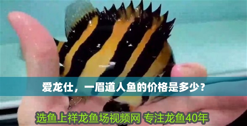 愛龍仕，一眉道人魚的價格是多少？ 愛龍仕，一眉道人魚的價格是多少？ 龍魚百科
