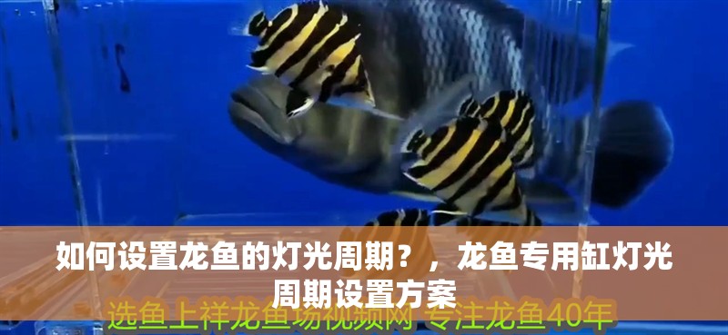 如何設置龍魚的燈光周期？，龍魚專用缸燈光周期設置方案