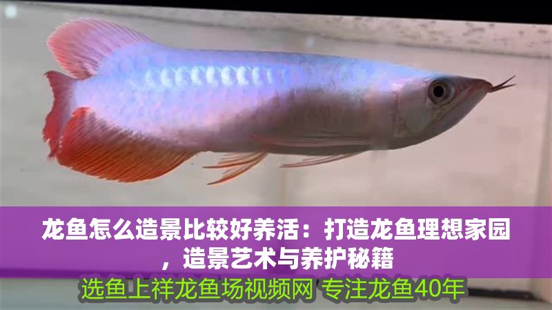 龍魚怎么造景比較好養活：打造龍魚理想家園，造景藝術與養護秘籍
