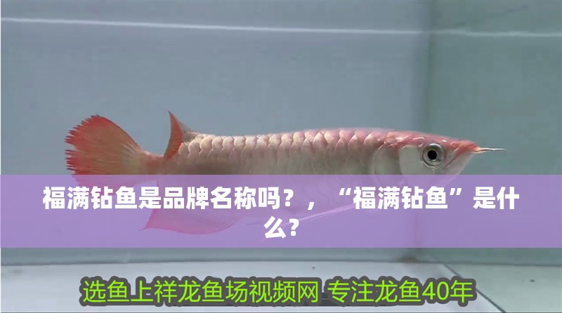 福滿鉆魚是品牌名稱嗎？，“福滿鉆魚”是什么？