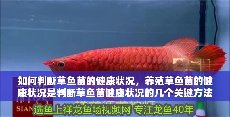 如何判斷草魚苗的健康狀況，養殖草魚苗的健康狀況是判斷草魚苗健康狀況的幾個關鍵方法