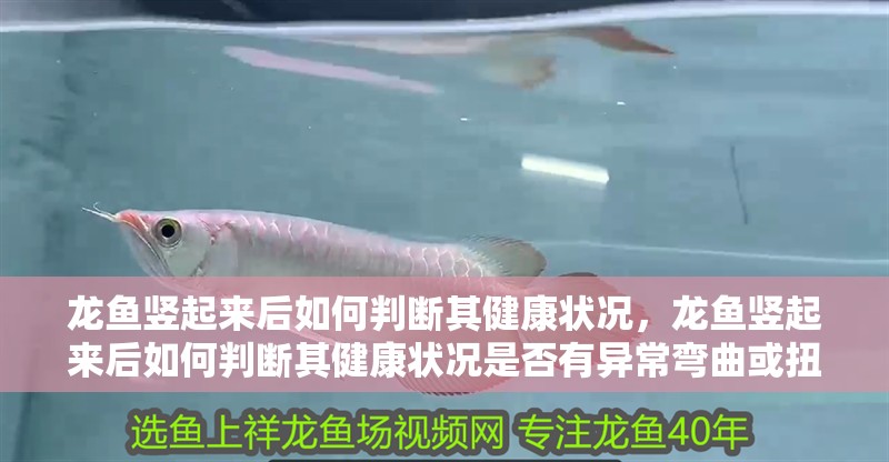 詳細閱讀:龍魚豎起來后如何判斷其健康狀況,龍魚豎起來后如何判斷其健康狀況是否有異常彎曲或扭曲 龍魚豎起來后如何判斷其健康狀況,龍魚豎起來后如何判斷其健康狀況是否有異常彎曲或扭曲