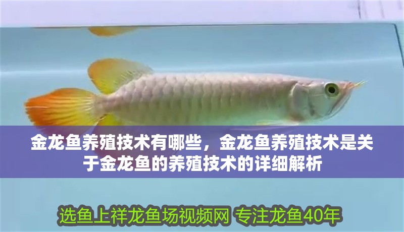 金龍魚養殖技術有哪些，金龍魚養殖技術是關于金龍魚的養殖技術的詳細解析