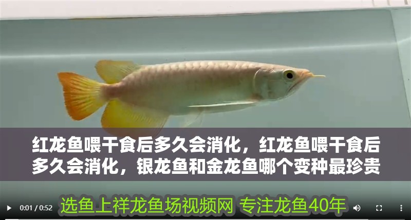 紅龍魚喂干食后多久會消化，紅龍魚喂干食后多久會消化，銀龍魚和金龍魚哪個變種最珍貴 紅龍魚喂干食后多久會消化，紅龍魚喂干食后多久會消化，銀龍魚和金龍魚哪個變種最珍貴 龍魚百科