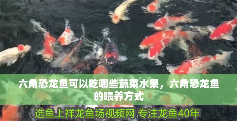 六角恐龍魚可以吃哪些蔬菜水果，六角恐龍魚的喂養(yǎng)方式 六角恐龍魚可以吃哪些蔬菜水果，六角恐龍魚的喂養(yǎng)方式 龍魚百科