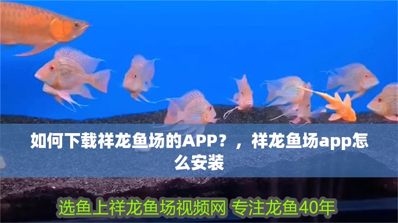 如何下載祥龍魚場的APP？，祥龍魚場app怎么安裝 如何下載祥龍魚場的APP？，祥龍魚場app怎么安裝 龍魚百科