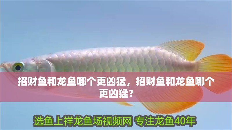 招財魚和龍魚哪個更兇猛，招財魚和龍魚哪個更兇猛？
