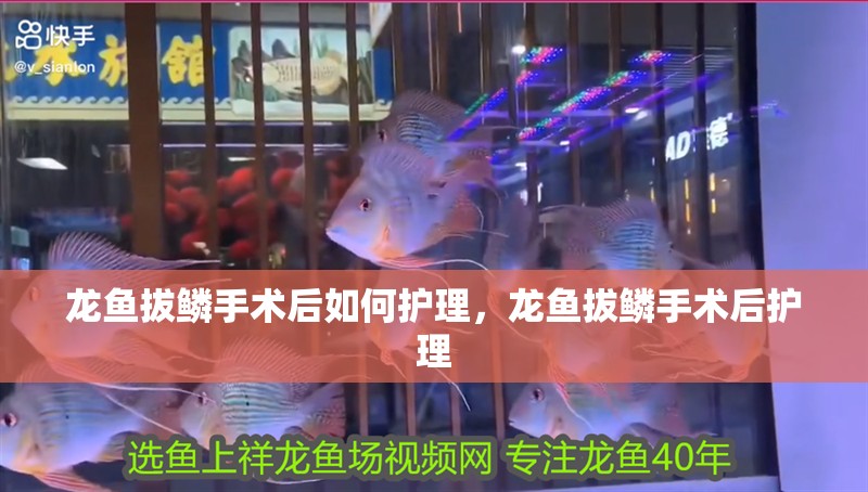 龍魚拔鱗手術后如何護理，龍魚拔鱗手術后護理
