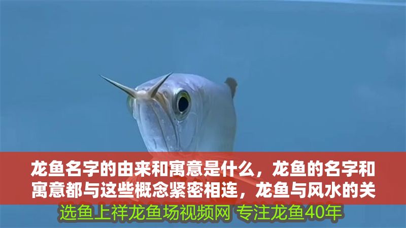 龍魚名字的由來和寓意是什么，龍魚的名字和寓意都與這些概念緊密相連，龍魚與風水的關(guān)系