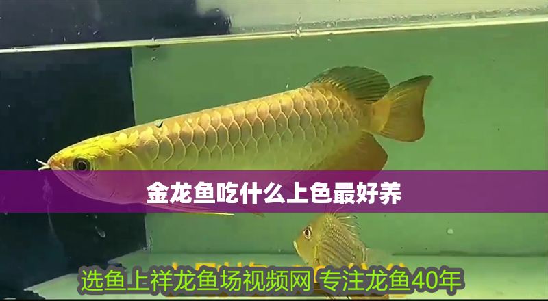 金龍魚吃什么上色最好養 金龍魚吃什么上色最好養 龍魚百科 第2張
