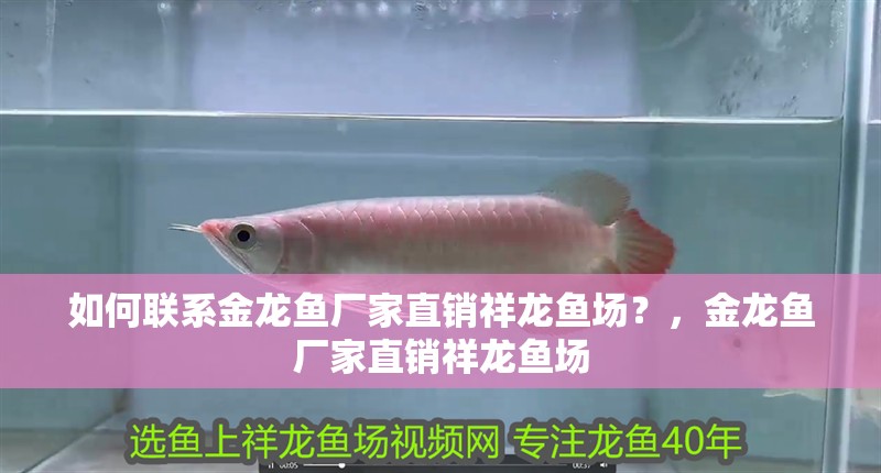 如何聯系金龍魚廠家直銷祥龍魚場？，金龍魚廠家直銷祥龍魚場