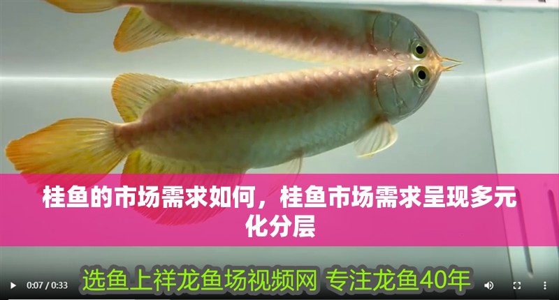 桂魚的市場需求如何，桂魚市場需求呈現多元化分層